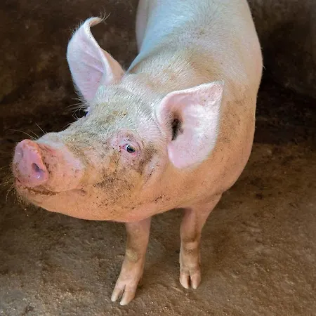 Bauernhof La Peppina Massa Lubrense